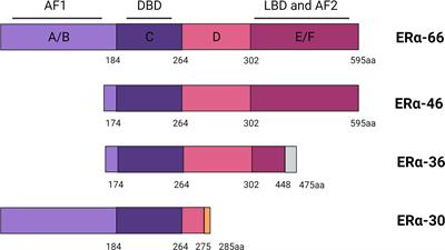 Estrogen and Estrogen Receptor Modulators: Potential Therapeutic Strategies for COVID-19 and Breast Cancer